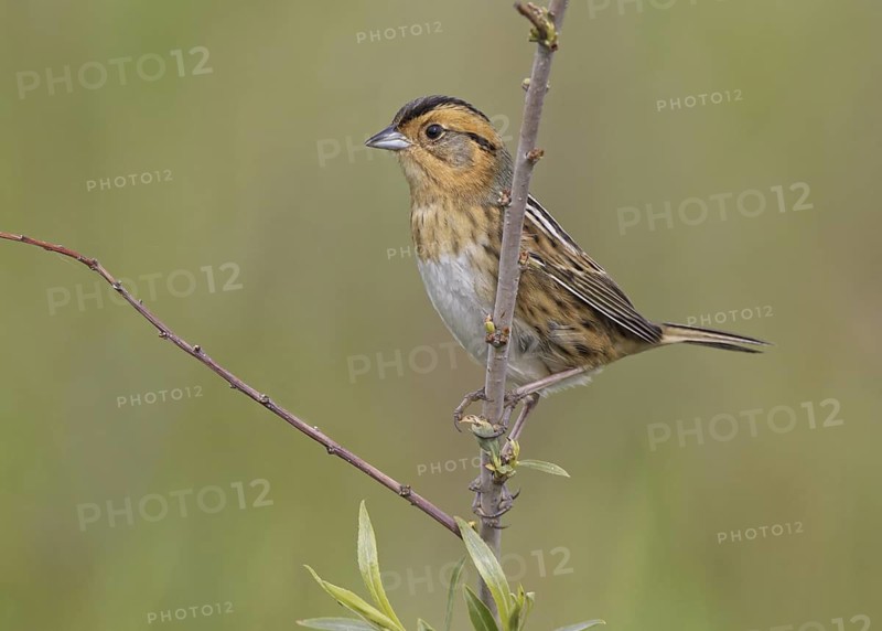 Nelson's Sparrow (Ammodramus nelsoni), North Dakota, USA