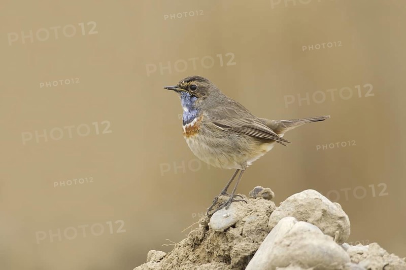 Bluethroat (Luscinia svecica cyanecula) male, Turkey