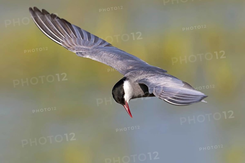 Weißbart-Seeschwalbe, Weißbartseeschwalbe, Whiskered Tern, Chlidonias hybridus, Chlidonias hybrida, Guifette moustac, Fumarel Cariblanco