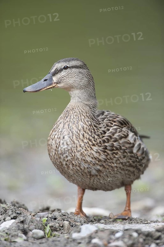 Mallard (Anas platyrhynchos) female, Thuringia, Germany