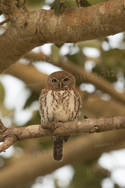 Pearl-spotted Owlet (Glaucidium perlatum), Gambia