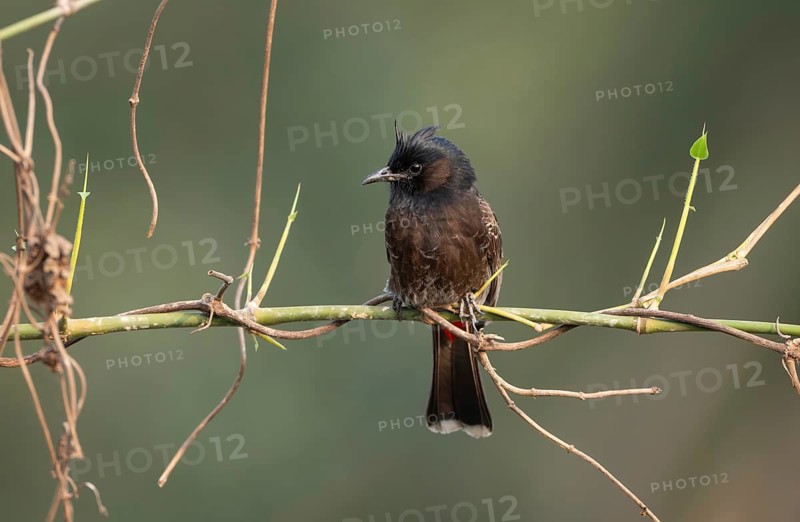 A Red-vented Bulbul (Pycnonotus cafer) on a tree branch, Sreepur, Gazipur, Bangladesh