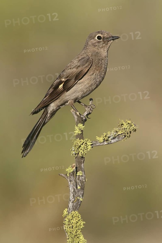 Townsend's Solitaire (Myadestes townsendi), Oregon, USA