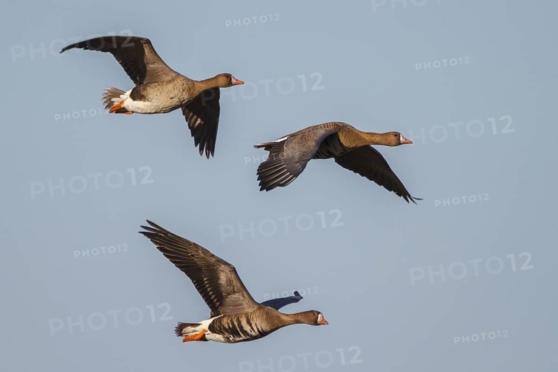 Greater White-fronted Goose (Anser albifrons) juvenile and adult flying, North Rhine-Westphalia, Germany