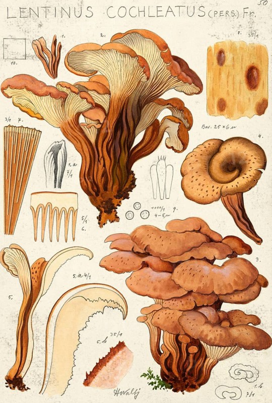 Mushroom, fungus, aniseed count, Lentinellus cochleatus, authentic reproduction of an illustration by Hans Walty (1868-1948) from about 1915, historical