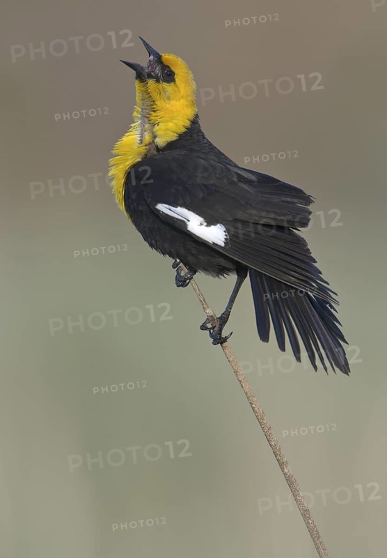 Yellow-headed Blackbird (Xanthocephalus xanthocephalus) male singing, Alberta, Canada
