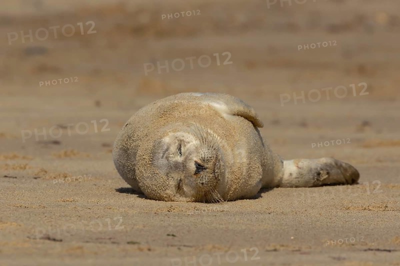 Common or Harbour or Harbor seal (Phoca vitulina) juvenile baby pup marine mammal sleeping on a beach in summer, Norfolk, England, United Kingdom