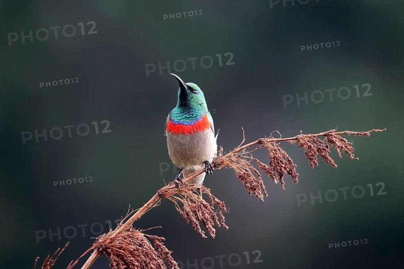 Cape Sunbird (Cinnyris chalybeus), adult, male, in perch, Kirstenbosch Botanical Gardens, Cape Town, South Africa