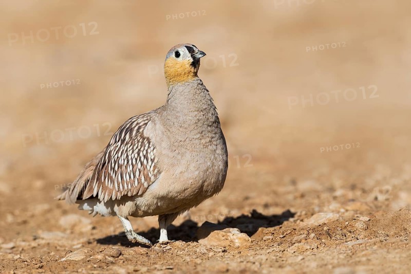 Crowned Sandgrouse (Pterocles coronatus) male, Negev, Israel