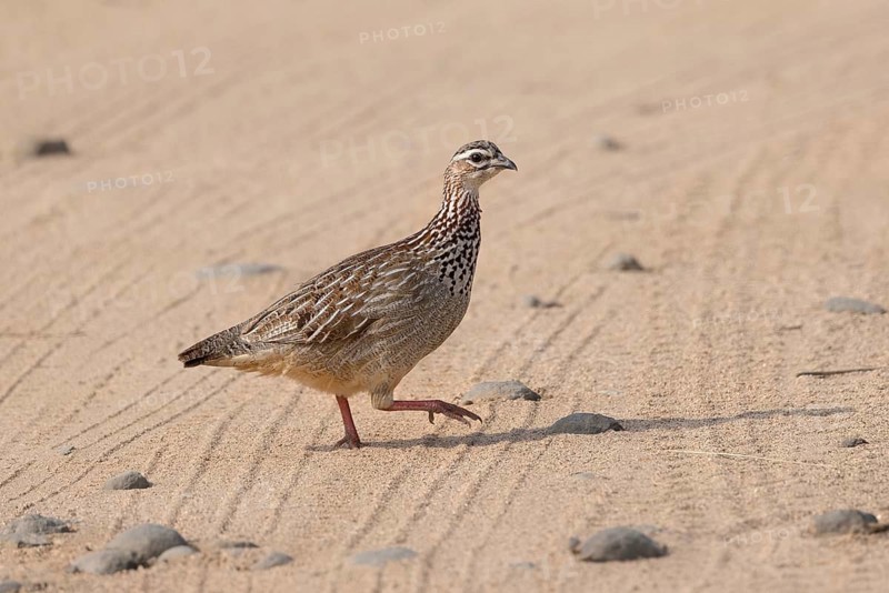 Crested Francolin (Dendroperdix sephaena), South Africa