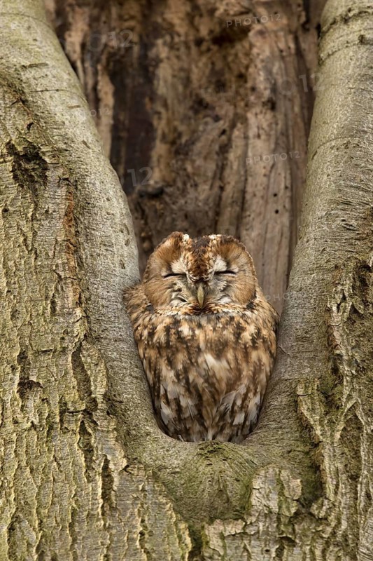 Bosuil rustend in boomholte, Tawny Owl roosting in treehole