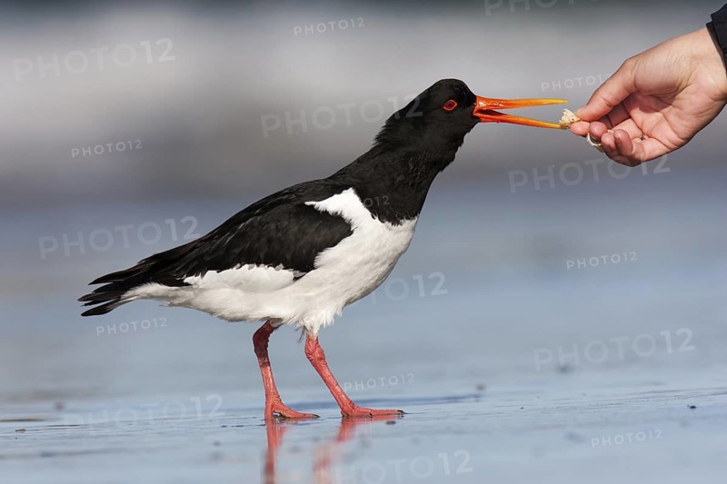 Eurasian Oystercatcher (Haematopus ostralegus), Schleswig-Holstein, Germany