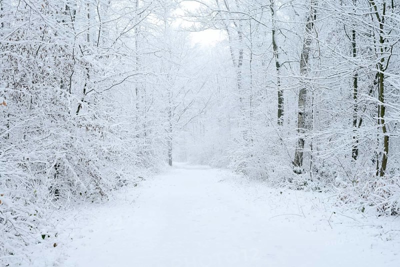 Snowy trail through deciduous forest in winter, North Rhine-Westphalia, Germany