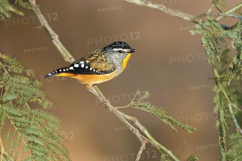 Spotted Pardalote (Pardalotus punctatus) male, Queensland, Australia