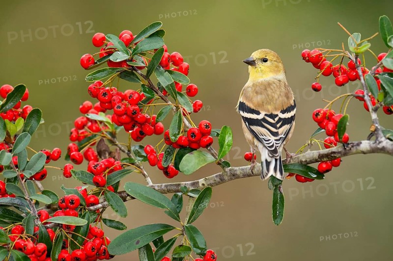 American Goldfinch (Spinus tristis) female perched on a branch, Texas, USA