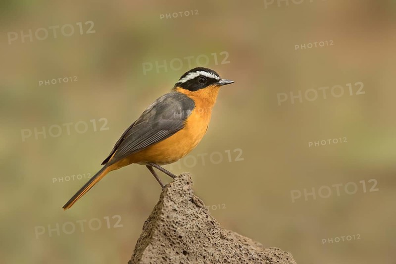Rüppell's Robin-Chat (Cossypha semirufa semirufa) perched on a branch, Lake Babogaya, Ethiopia