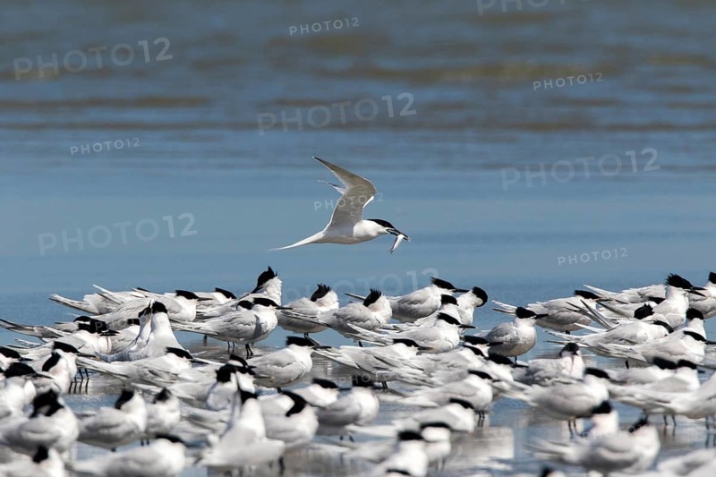 Sandwich Tern (Thalasseus sandvicensis) group, Romania