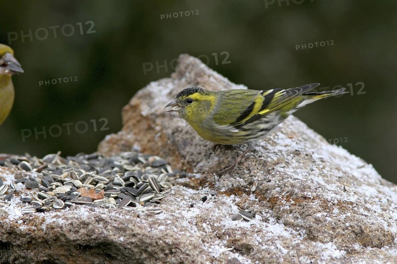Eurasian Siskin (Spinus spinus) male, Baden-Wuerttemberg, Germany