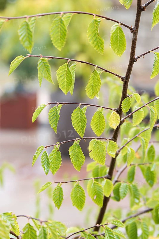 Zelkova carpinifolia (Zelkova carpinifolia), Park der Gärten, Germany