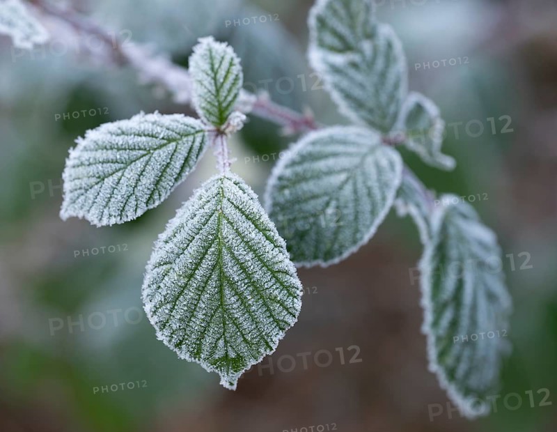Blackberry (Rubus sectio Rubus), leaves with hoarfrost, shallow depth of field, Thuringia, Germany