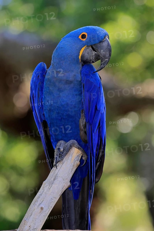 Hyacinth Macaw (Anodorhynchus hyacinthinus), adult on wait, Pantanal, Brazil, South America