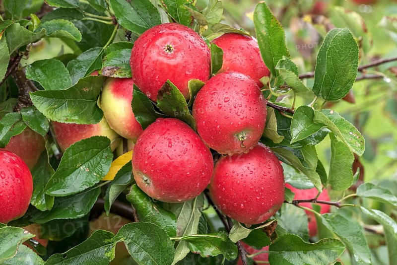 Apple (Malus domestica KANZI),  Germany