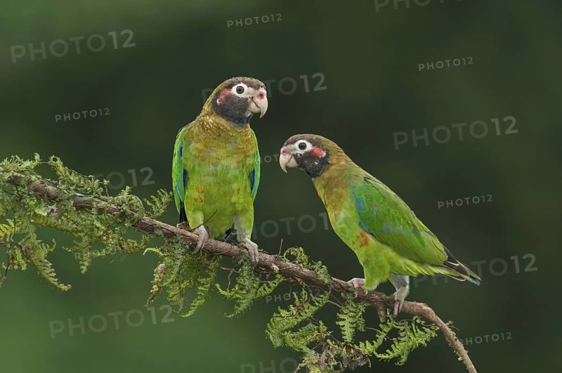 Brown-hooded Parrot (Pyrilia haematotis), Costa Rica