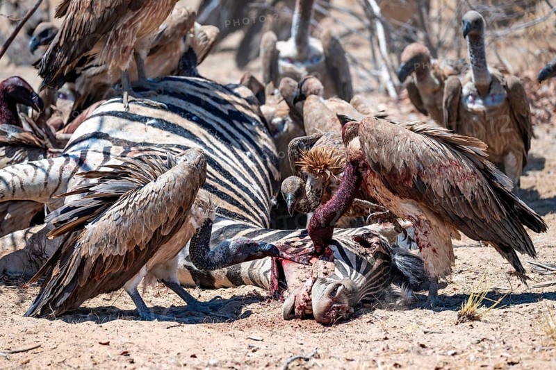 White-backed vulture (Gyps africanus) with bloody head sitting on the head of a dead plains zebra (Equus quagga), vultures feeding on the carcass, Etosha National Park, Namibia