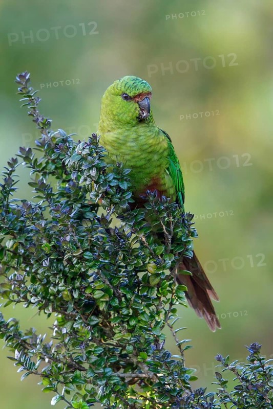 Austral Parakeet (Enicognathus ferrugineus) perched on a branch in Chile