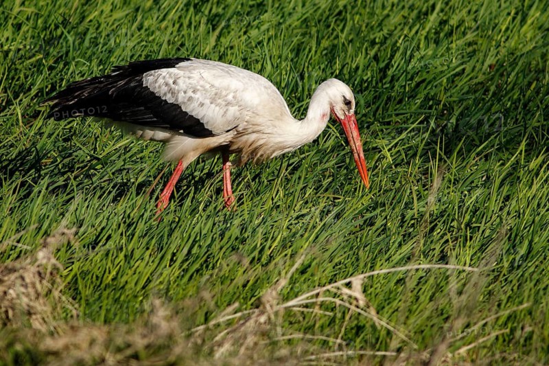 White Stork (Ciconia ciconia), on field, Galicia, Spain