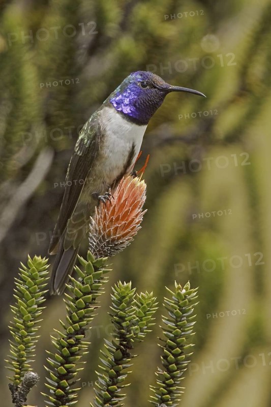 Ecuadorian Hillstar (Oreotrochilus chimborazo), Ecuador