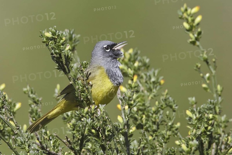 MacGillivray's Warbler (Geothlypis tolmiei) singing, British Columbia, Canada