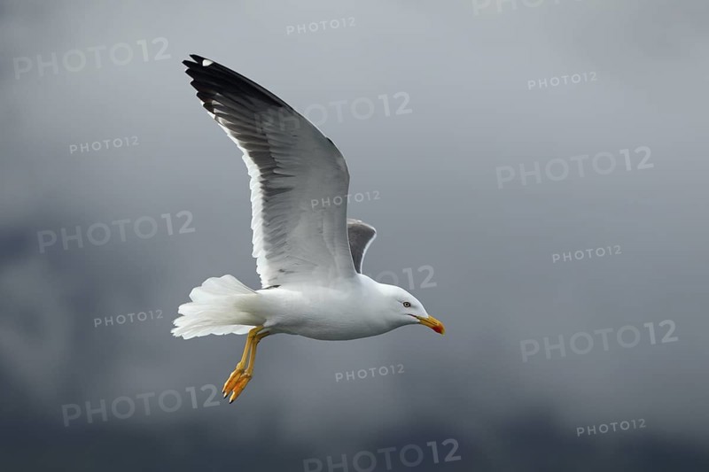 Heringsmöwe; lat. Larus fuscus; im Flug von der Seite vor einem wolkenverhangenen Hang am Romsdalfjord