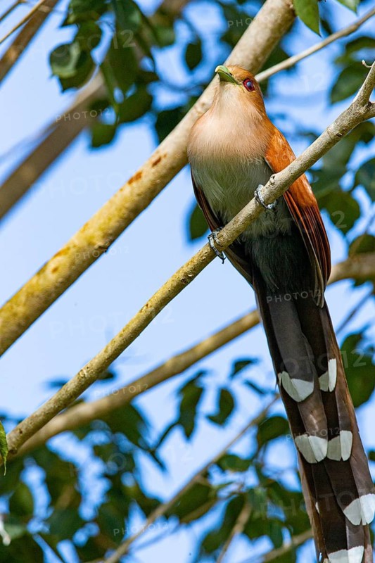 Squirrel Cuckoo (Piaya cayana) Pantanal Brazil