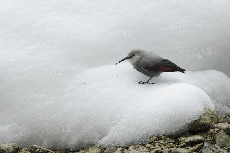 Wallcreeper (Tichodroma muraria)