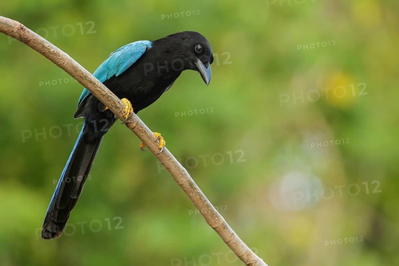 Yucatan Jay (Cyanocorax yucatanicus) perched on a brnach near Cancun on the Yucatan Peninsula of Mexico