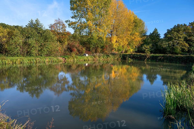 Autumnal poplars (Populus) in front of a carp pond, Beerbach, Middle Franconia, Bavaria, Germany