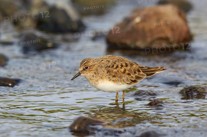 Temminck's Stint (Calidris temminckii), Greece