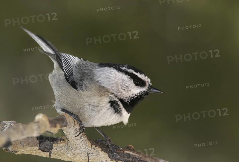 Mountain Chickadee (Poecile gambeli), New Mexico, USA