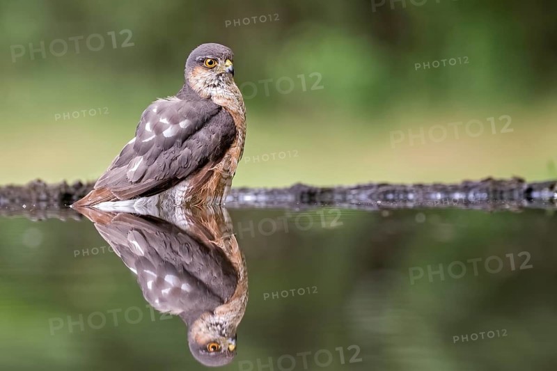Eurasian Sparrowhawk (Accipiter nisus) male at waterhole, Hungary