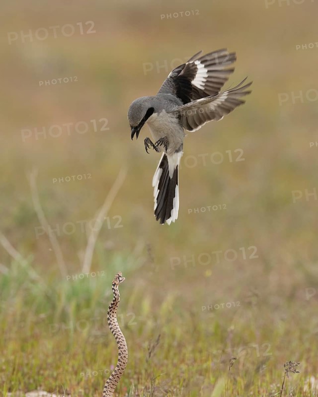 Loggerhead Shrike (Lanius ludovicianus), Utah, USA