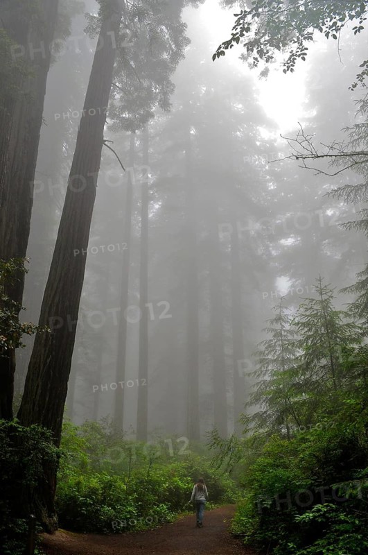 Coast redwood (Sequoia sempervirens)