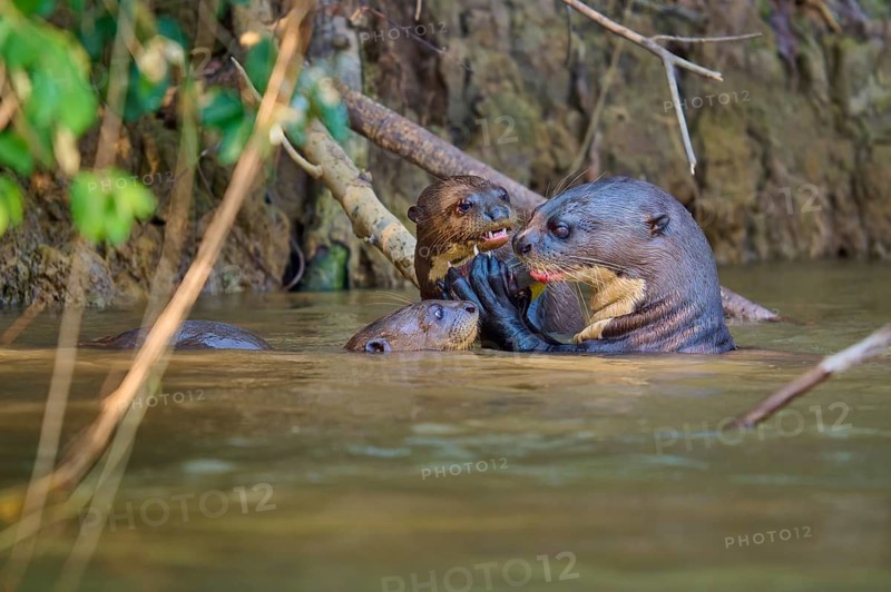 Three otters swimming in a river in a wooded environment, giant otter (Pteronura brasiliensis), Pantanal, Mato Grosso, Brazil