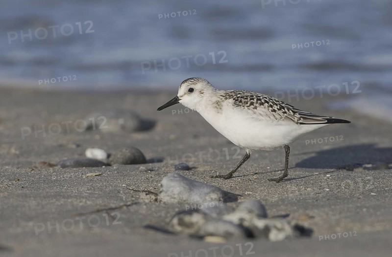Sanderling (Calidris alba), Schleswig-Holstein, Germany