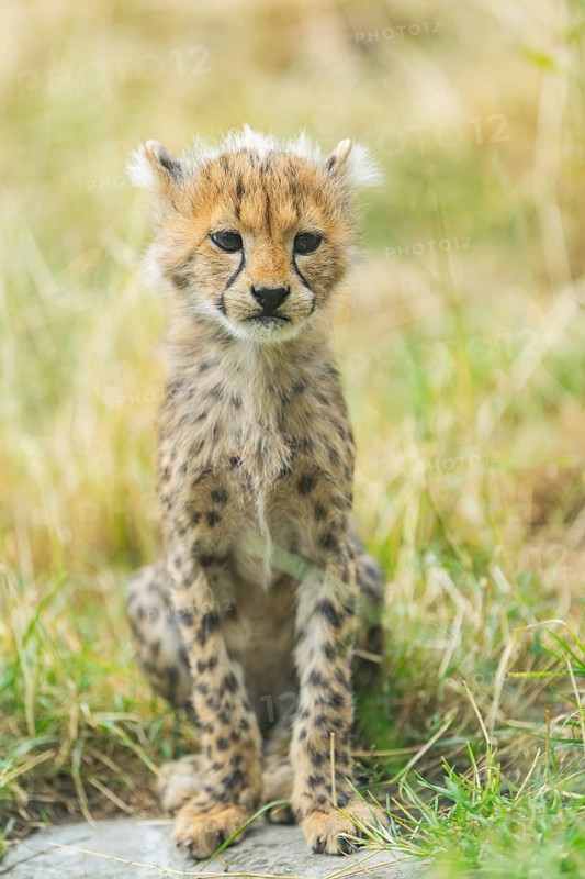 Cheetah (Acinonyx jubatus) youngster sitting on the ground, captive, occurrence Africa