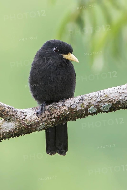 Yellow-billed Nunbird (Monasa flavirostris) perched on a branch in Ecuador, South America