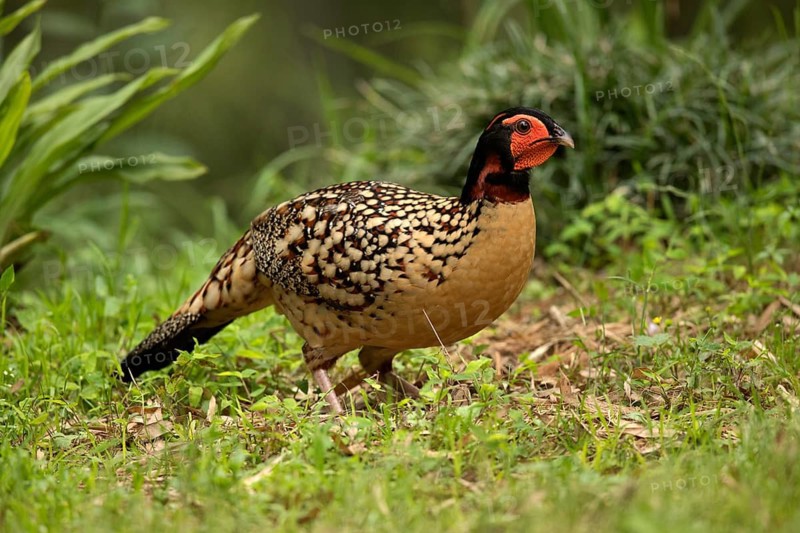 Cabot's Tragopan (Tragopan caboti) male perched on the ground, Fujian, China