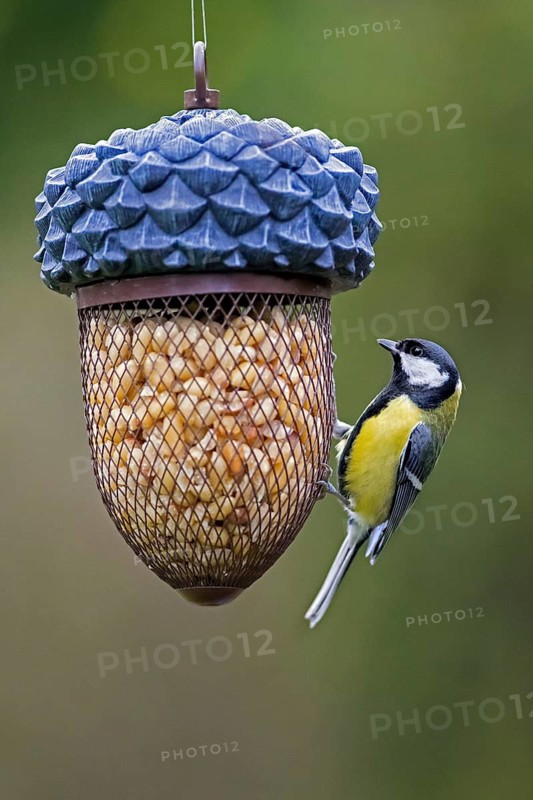Great tit (Parus major) eating peanuts from bird feeder, birdfeeder in garden in winter