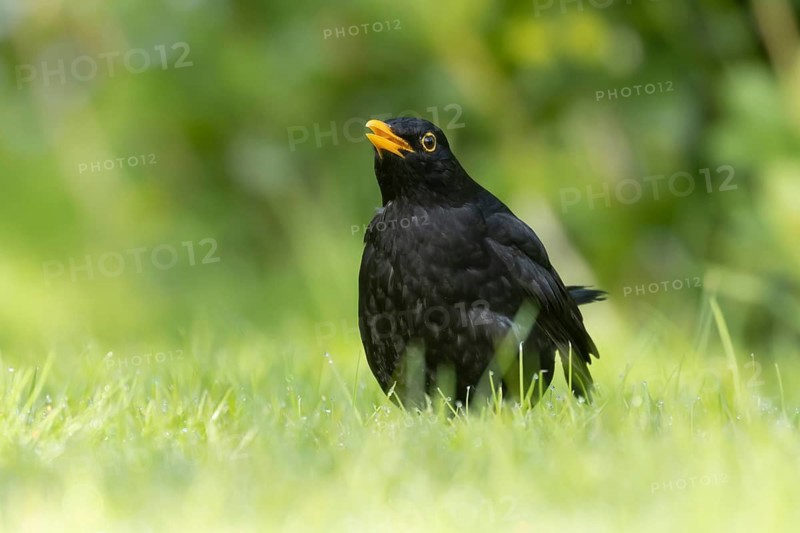 Eurasian blackbird (Turdus merula) adult male garden bird calling on a grass lawn in spring, Suffolk, England, United Kingdom