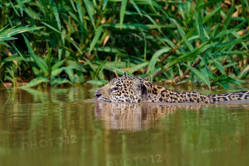 A jaguar swims through the green water of a dense jungle, Jaguar (Panthera onca), Pantanal, Mato Grosso, Brazil